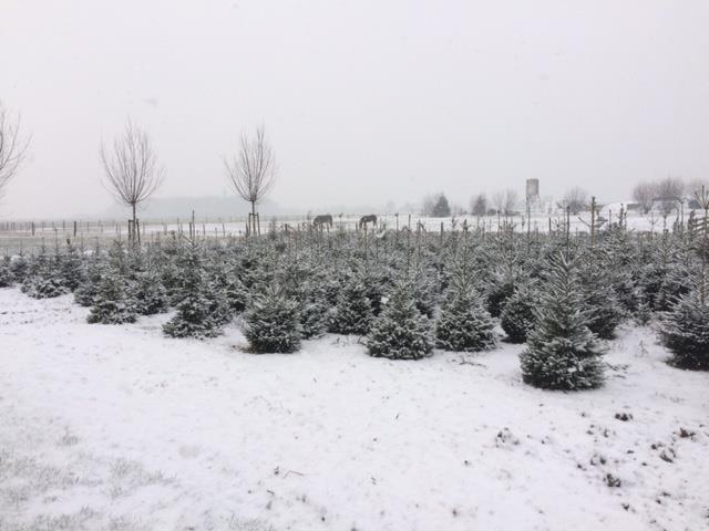 Kerstbomenveld