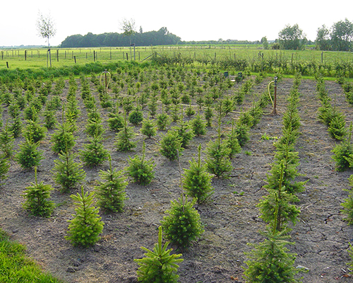 Kerstbomen